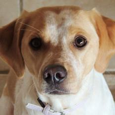 Blanding af racer Molly