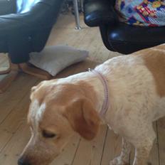 Blanding af racer Molly