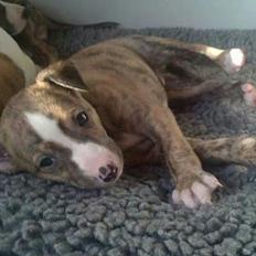 Whippet Ludvig (Himmelhund)