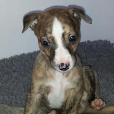 Whippet Ludvig (Himmelhund)