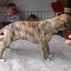 Whippet Ludvig (Himmelhund)