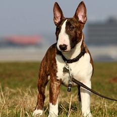 Bullterrier miniature Minimalistic's WD Maximum Overdrive "Ritchie"