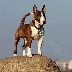 Bullterrier miniature Minimalistic's WD Maximum Overdrive "Ritchie"