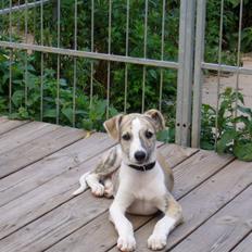 Whippet Hugo 