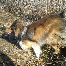 Shetland sheepdog Malik