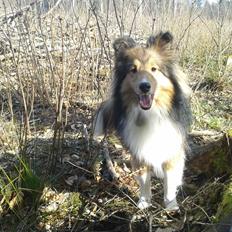 Shetland sheepdog Malik