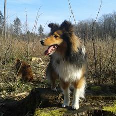 Shetland sheepdog Malik