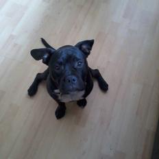 Blanding af racer Buzz