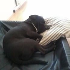 Blanding af racer Buzz