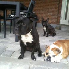 Blanding af racer Buzz