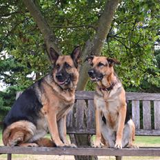 Schæferhund Tesvanes Gabbie
