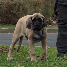 Mastiff Iceman's Bosco