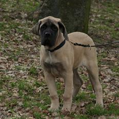 Mastiff Iceman's Bosco