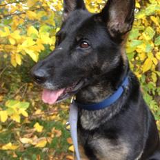 Schæferhund Satoris Xania " Tøsen "