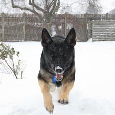 Schæferhund Satoris Xania " Tøsen "