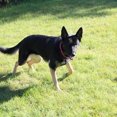 Schæferhund Satoris Xania " Tøsen "
