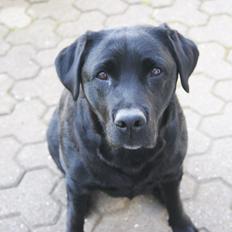 Labrador retriever Stella Nova