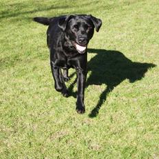 Labrador retriever Stella Nova