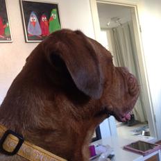 Dogue de bordeaux Monty