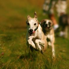 Whippet Hugo 