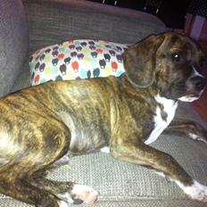Blanding af racer Alpha (Frengle, beagle-fransk bulldog blanding)