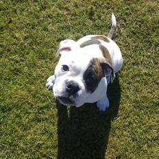 Olde english bulldogge Bulder