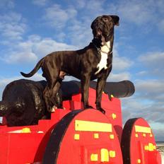 Cane corso - Hannibal