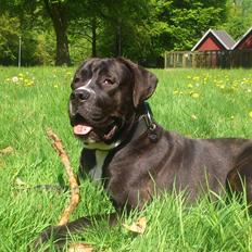 Cane corso - Hannibal