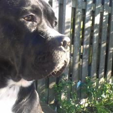 Cane corso - Hannibal