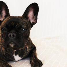 Fransk bulldog Nanna