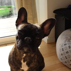 Fransk bulldog Nanna