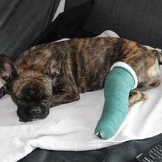 Fransk bulldog Nanna