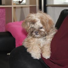 Shih tzu Molly