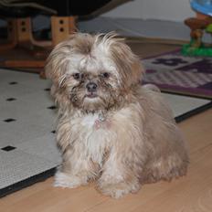 Shih tzu Molly