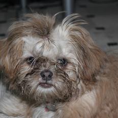 Shih tzu Molly