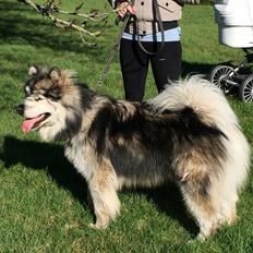 Alaskan malamute Lucas