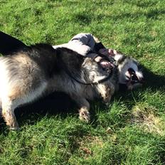 Alaskan malamute Lucas