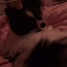 Papillon Bertil ~Min Spring//Løb Skat~