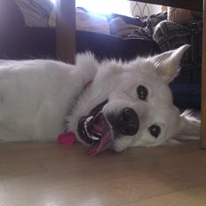 Blanding af racer Abby (Samojed/schæfer Blanding)