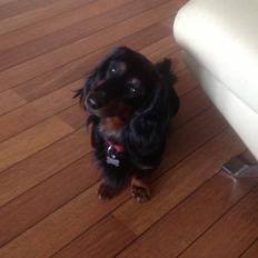 Gravhund Elvis