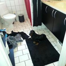 Gravhund Elvis