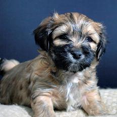 Bichon havanais Timon