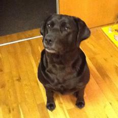 Labrador retriever Nova R.I.P