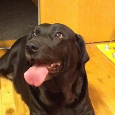 Labrador retriever Nova R.I.P