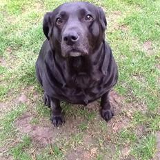 Labrador retriever Nova R.I.P