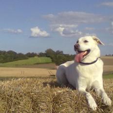 Labrador retriever Taison