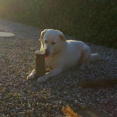 Labrador retriever Taison