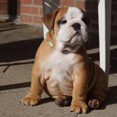 Engelsk bulldog Buddha