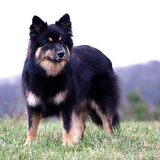 Finsk lapphund Kello Ayla
