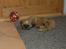 Shih tzu Fonvig's Phoebe
